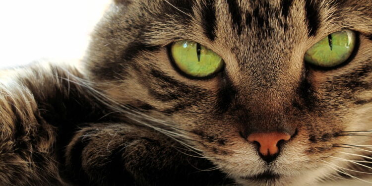 O ronronar do seu gato pode esconder algo além do carinho