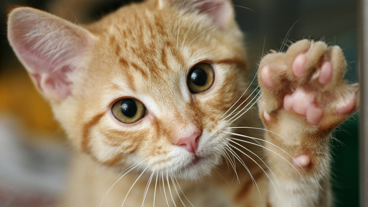 O ronronar do seu gato pode esconder algo além do carinho