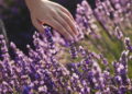 Você vai querer ter lavanda em casa depois de saber disso