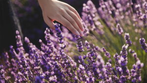Você vai querer ter lavanda em casa depois de saber disso