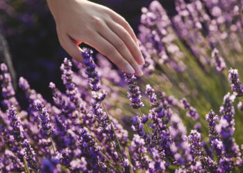 Você vai querer ter lavanda em casa depois de saber disso