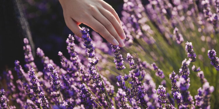 Você vai querer ter lavanda em casa depois de saber disso