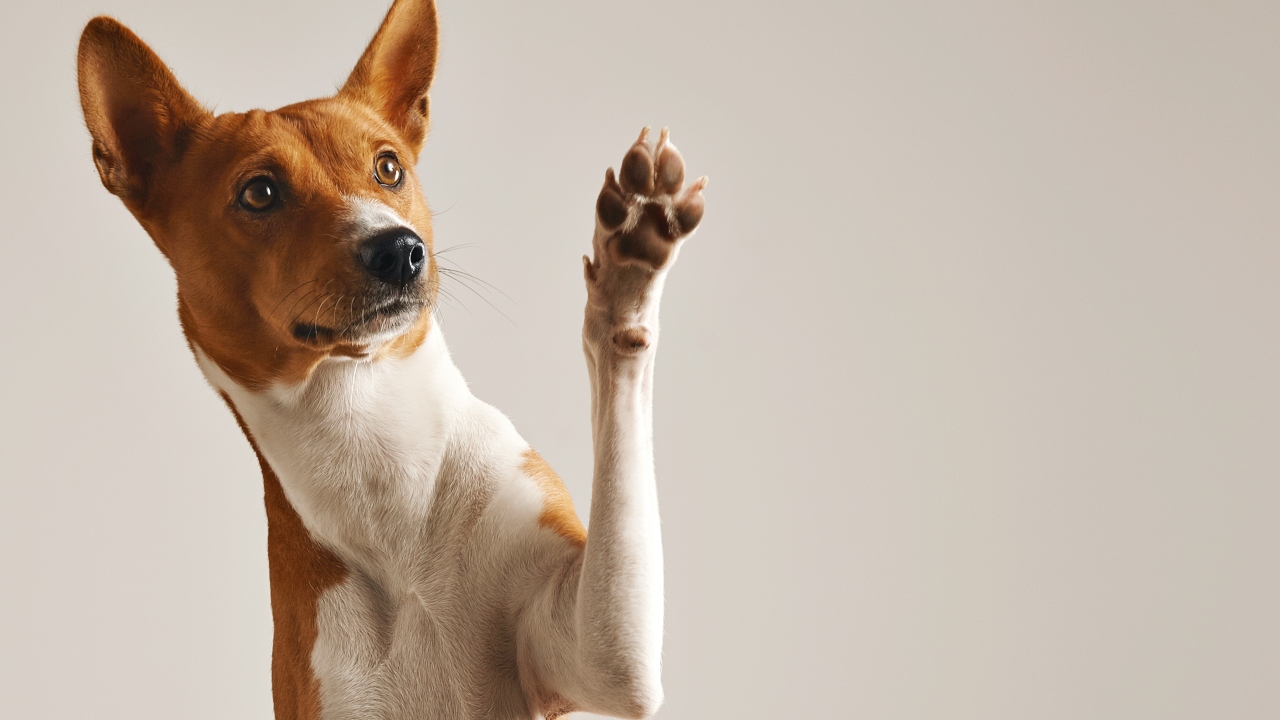  tatuagens e piercings em animais de estimação