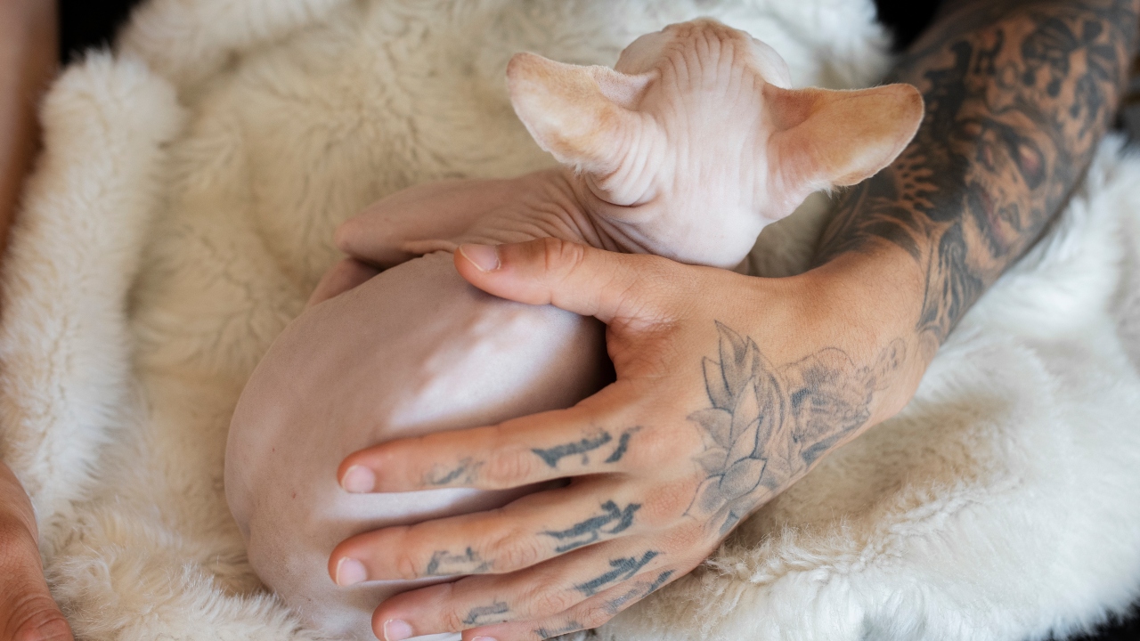  tatuagens e piercings em animais de estimação
