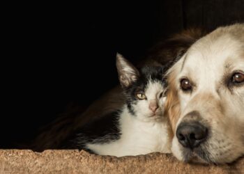tatuagens e piercings em animais de estimação