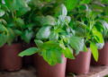 6 passos fáceis para plantar manjericão em casa com sucesso