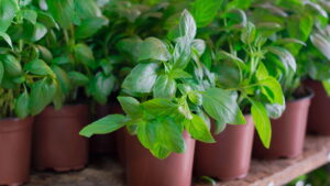 6 passos fáceis para plantar manjericão em casa com sucesso