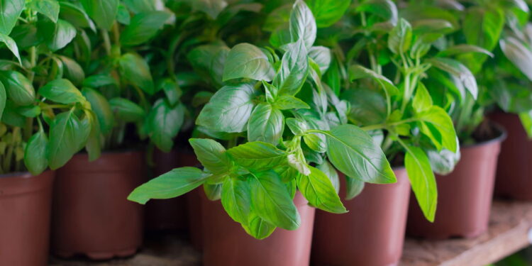 6 passos fáceis para plantar manjericão em casa com sucesso