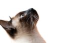melhores raças de gatos