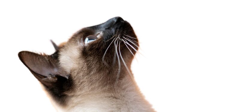 melhores raças de gatos