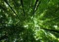 As cidades brasileiras com o melhor contato com a natureza