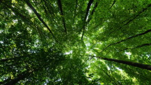 As cidades brasileiras com o melhor contato com a natureza