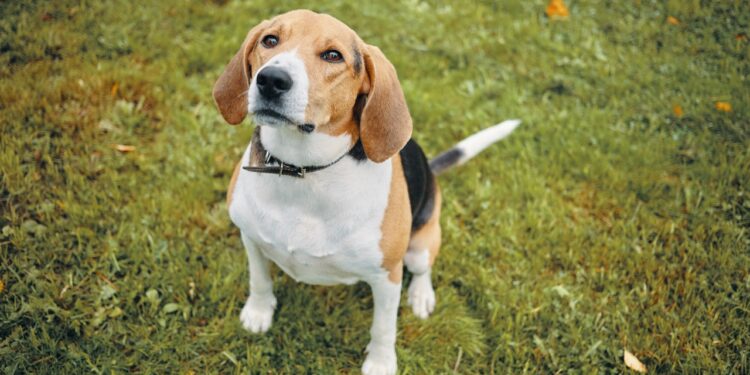 beagle
