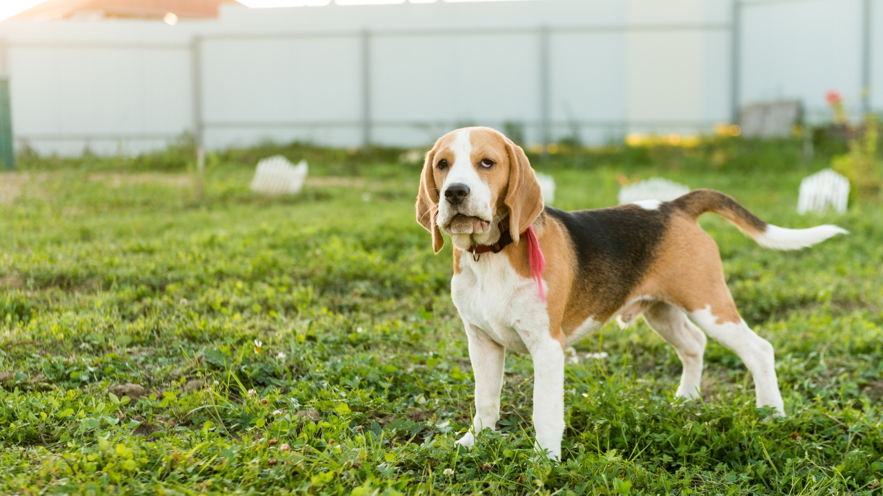 beagle