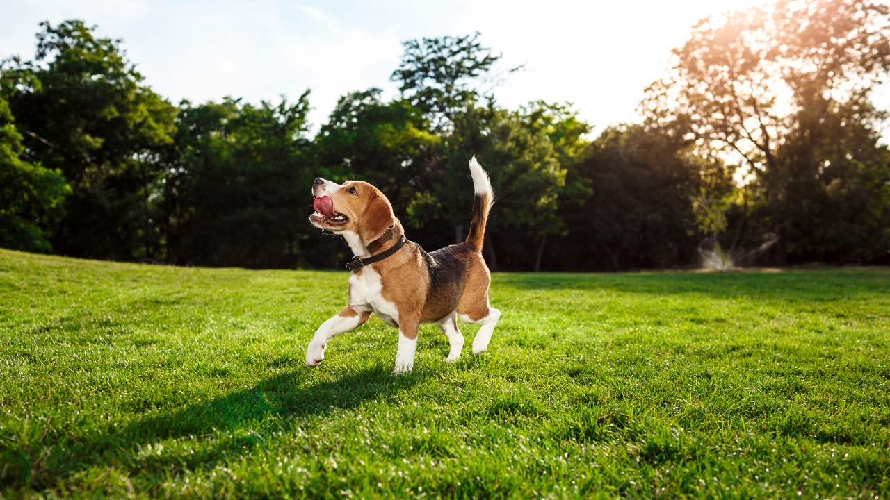 beagle