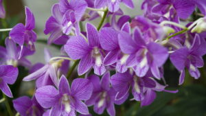 Sua orquídea não floresce? Esses truques podem mudar tudo