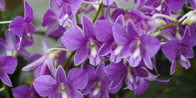 Sua orquídea não floresce? Esses truques podem mudar tudo