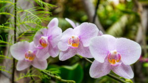O passo a passo completo para cultivar orquídeas com sucesso