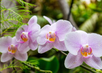 O passo a passo completo para cultivar orquídeas com sucesso