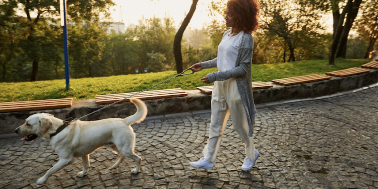 Passear com cachorro pode dar cadeia em um país do Oriente Médio. Foto: FreePik
