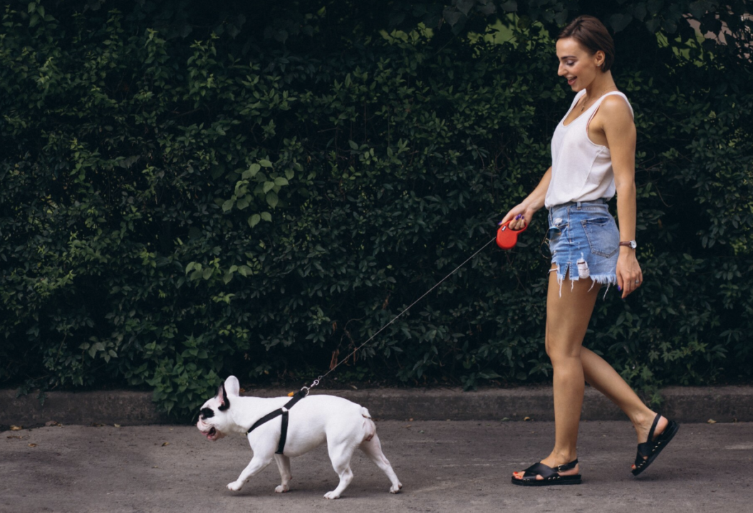 Passear com cachorro pode dar cadeia em um país do Oriente Médio. Foto: FreePik