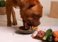 Alimentação natural para cachorros. Foto: FreePik