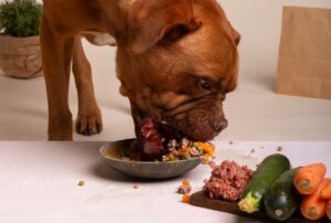 Alimentação natural para cachorros. Foto: FreePik
