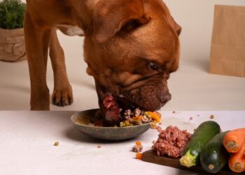 Alimentação natural para cachorros. Foto: FreePik