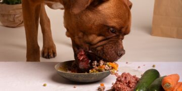 Alimentação natural para cachorros. Foto: FreePik