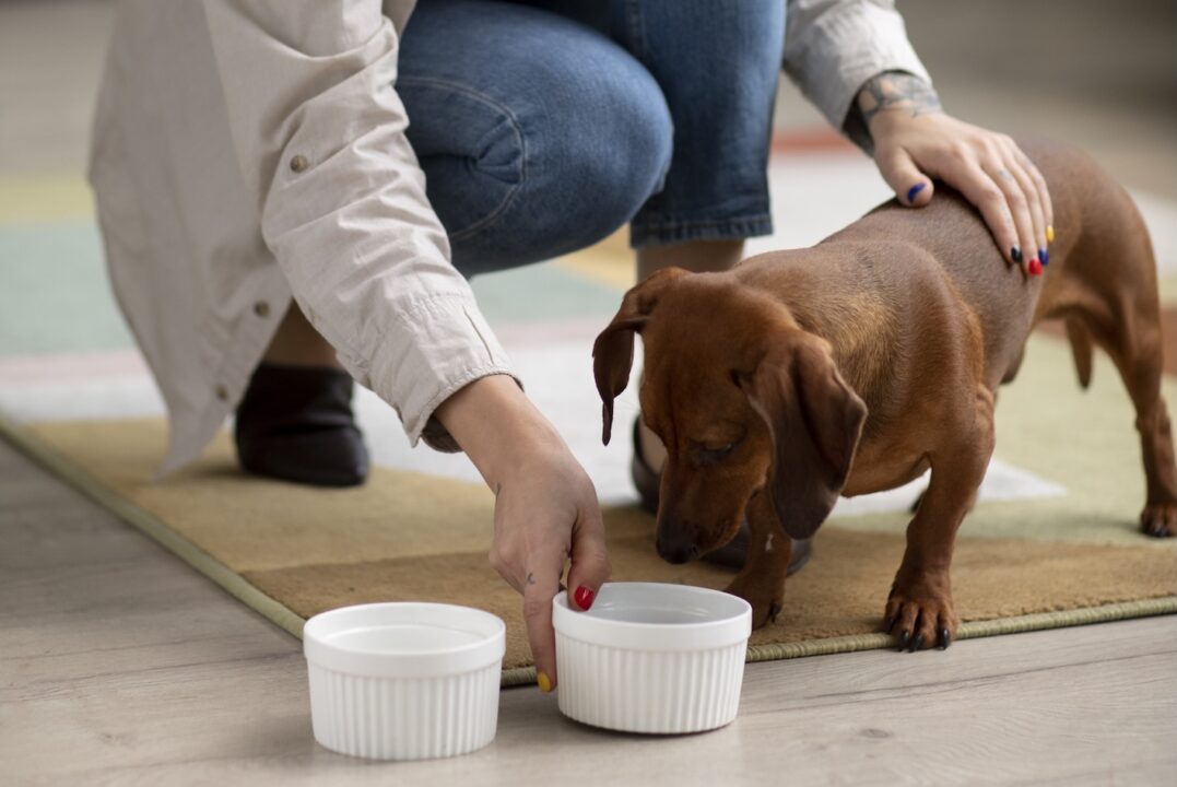 Alimentação natural para cachorros. Foto: FreePik
