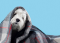 Pets sentem frio, sim! Veja o que fazer. Foto: FreePik