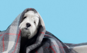 Pets sentem frio, sim! Veja o que fazer. Foto: FreePik