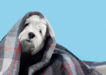 Pets sentem frio, sim! Veja o que fazer. Foto: FreePik