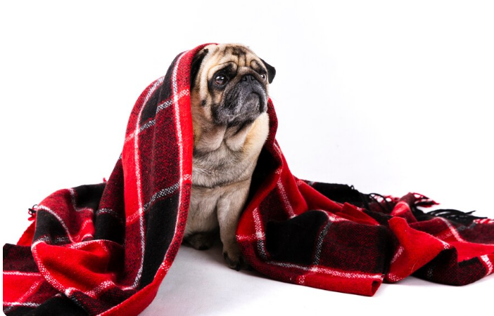 Pets sentem frio, sim! Veja o que fazer. Foto: FreePik