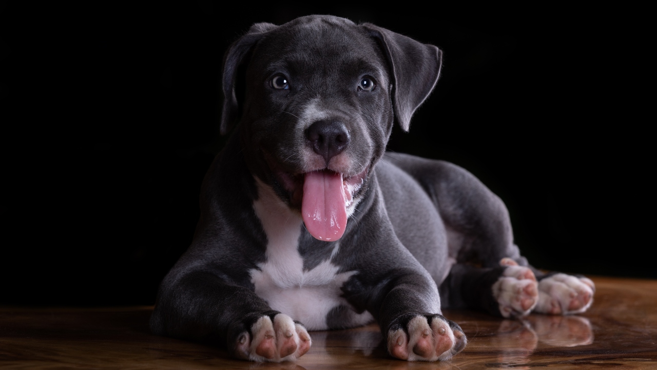 pit bull