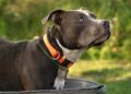 pit bull