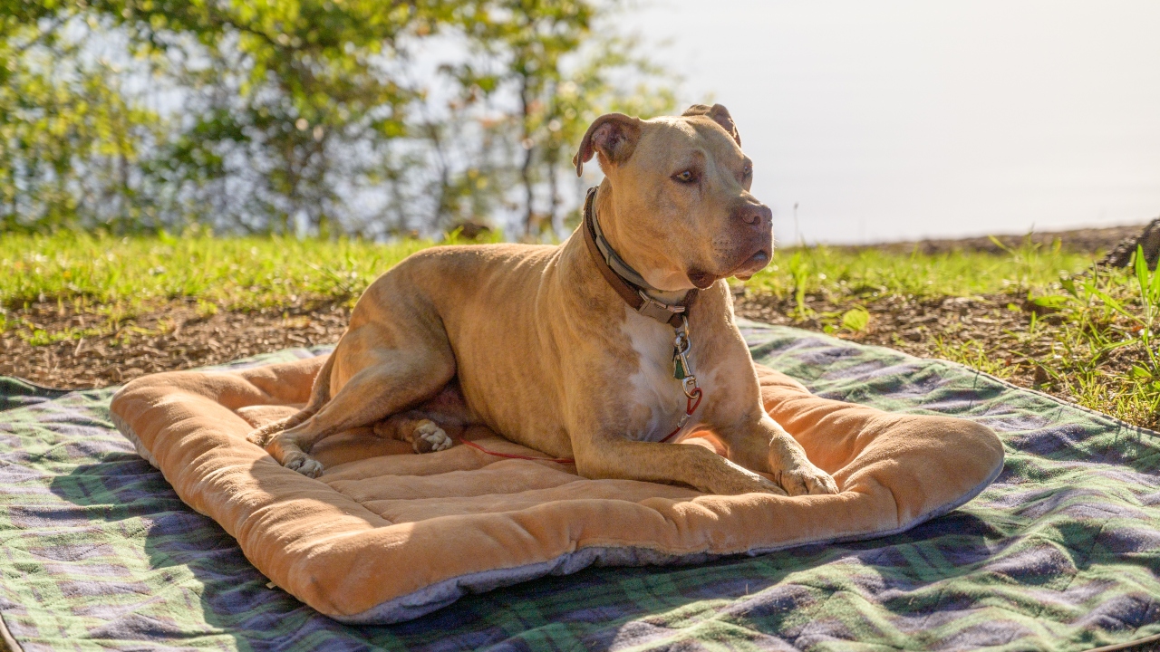 pit bull