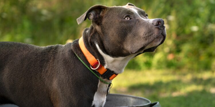 pit bull