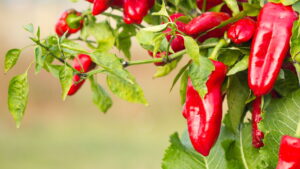 Como cultivar pimentão em espaços pequenos com eficiência