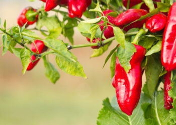 Como cultivar pimentão em espaços pequenos com eficiência