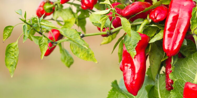 Como cultivar pimentão em espaços pequenos com eficiência