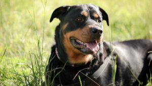 Rottweiler