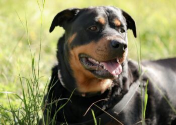 Rottweiler