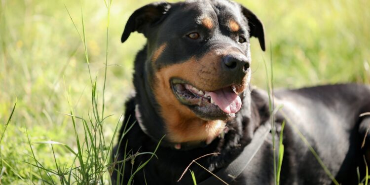 Rottweiler
