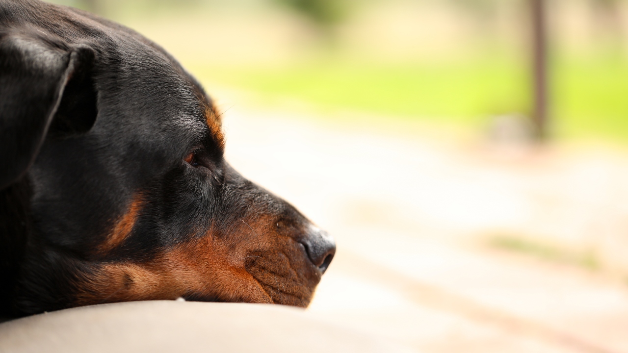 Rottweiler