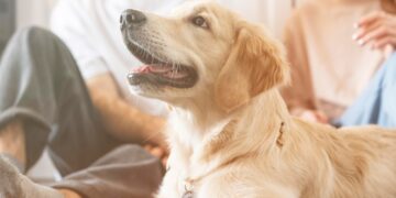 golden retriever