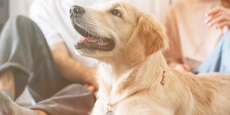 golden retriever