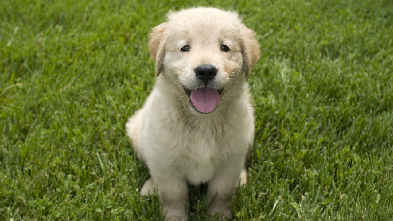golden retriever