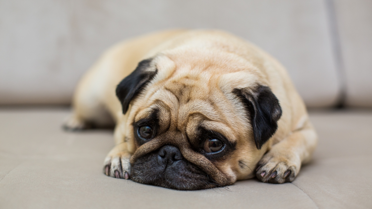 saiba tudo sobre a raça pug 