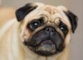 saiba tudo sobre a raça pug 